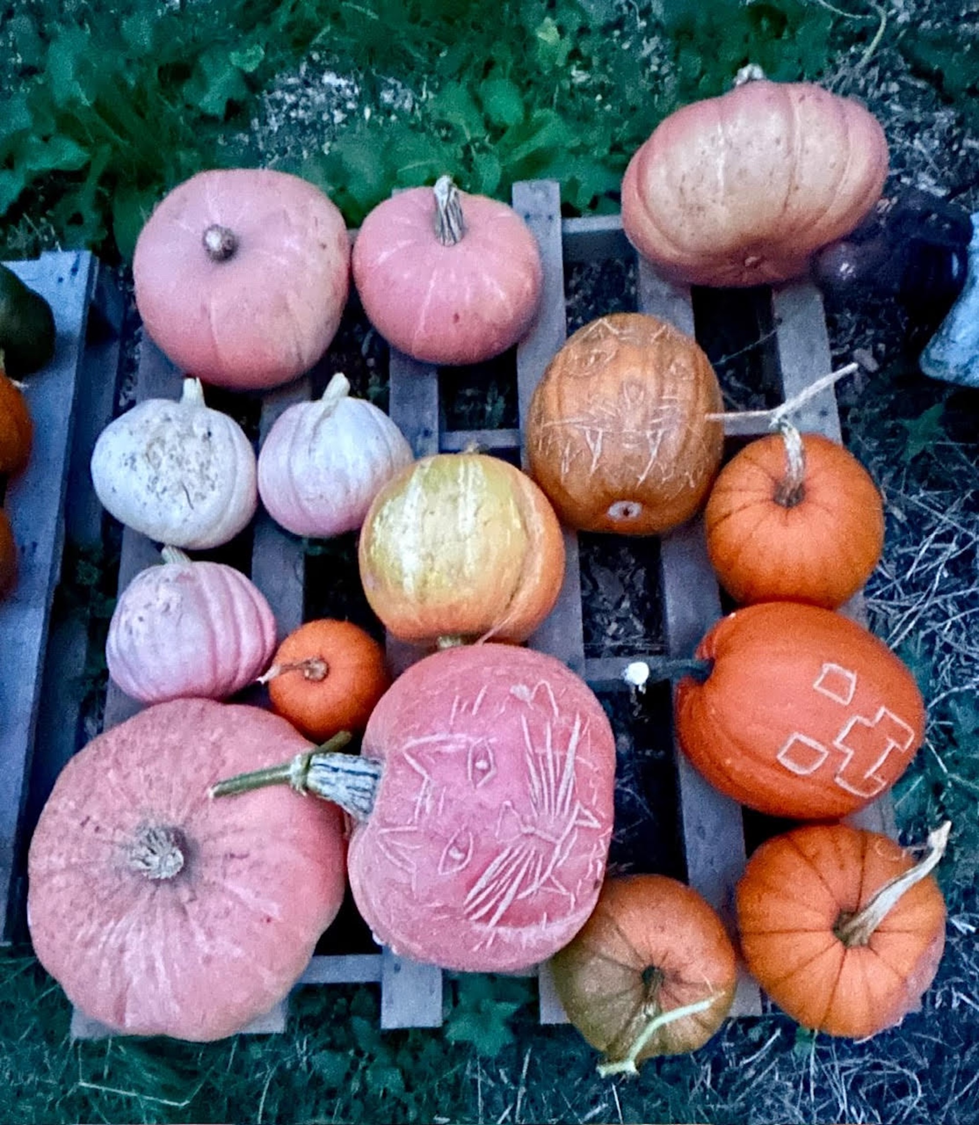 Pumpkins growing on a muck heap